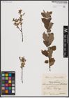 Foto von Salix aurita L. x Salix hastata L.